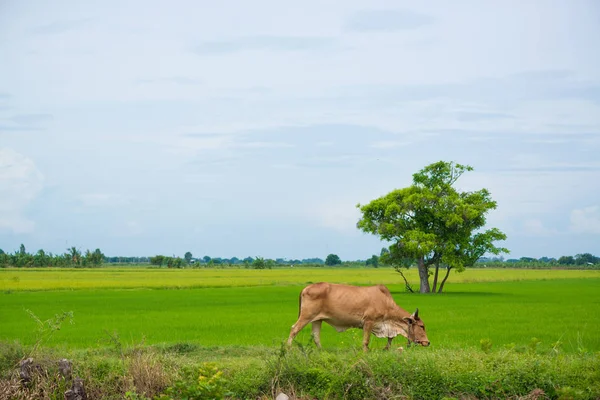 Pirinç alan mavi gökyüzü, rura ile yemek çimen ya da pirinç saman inek