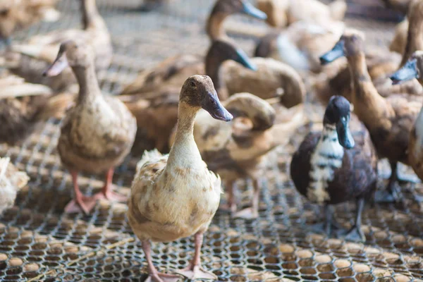 Ördekler çiftliğinde, Tayland'da Tarım geleneksel grup.