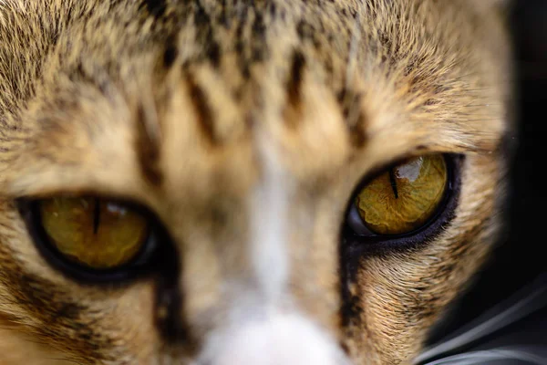 Closeup of cat eyes, cat face and look at the camera.