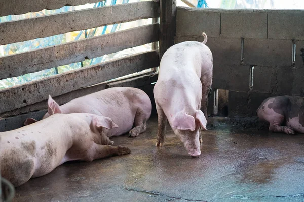 Grupo de porcos dormindo comendo na fazenda . — Fotografia de Stock