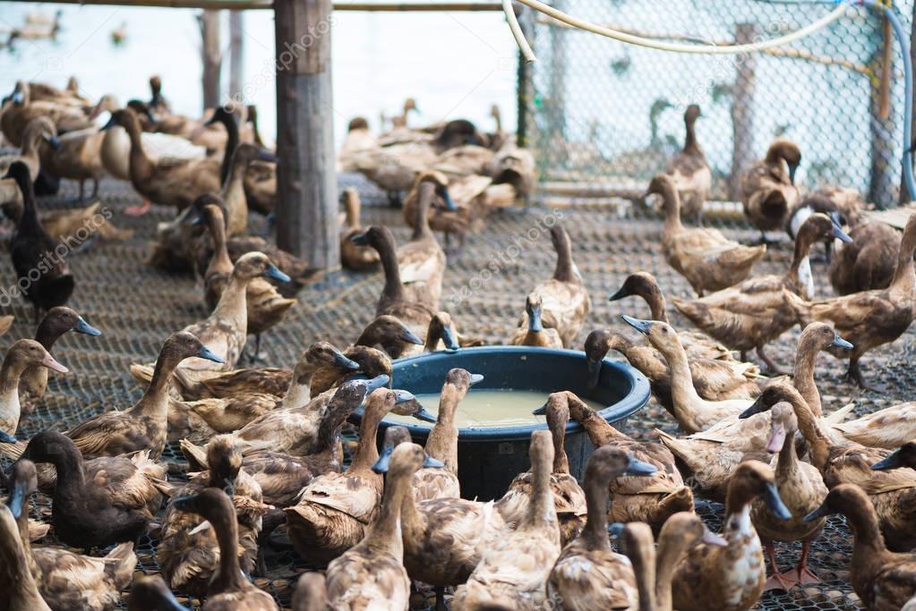 Duck eating food in farm, traditional farming.