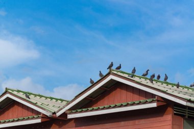 Birçok çatıda oturan güvercin gri güneşli bir günde.