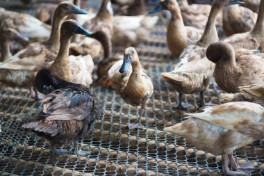 Ördekler çiftliğinde, Tayland'da Tarım geleneksel grup.