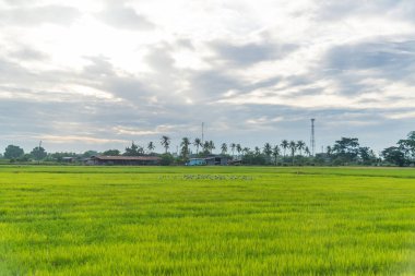 alan yeşil çim mavi gökyüzü bulut Clear peyzaj adam pilav