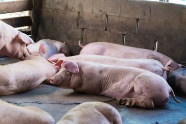 Grupta yemek uyku domuz grup.