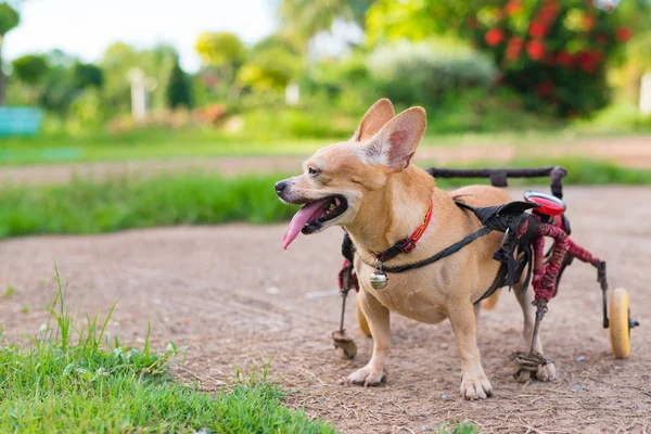 Sevimli küçük köpek tekerlekli sandalye veya çim alanda yürüme arabası