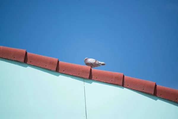 灰色のハトが木造住宅の屋根の上に座っています。 — ストック写真