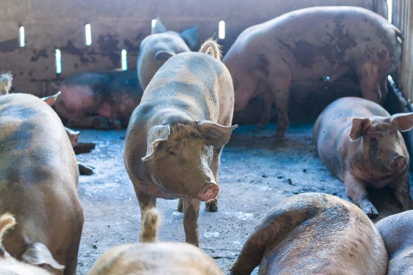 组的猪睡在农场吃. — 图库照片