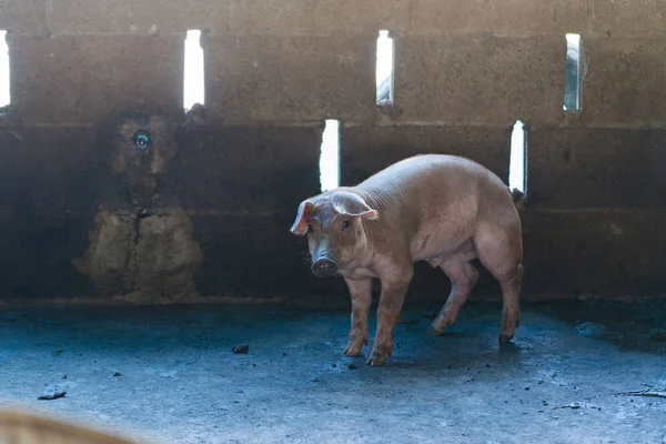 Группа свиней, спящих на ферме . — стоковое фото
