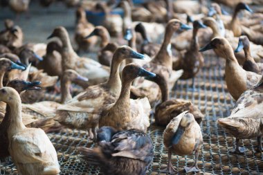 Ördekler çiftliğinde, Tayland'da Tarım geleneksel grup.