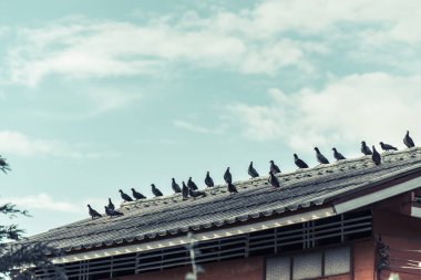Çok güneşli bir günde güvercinleri çatıda oturan gri. Vintage için