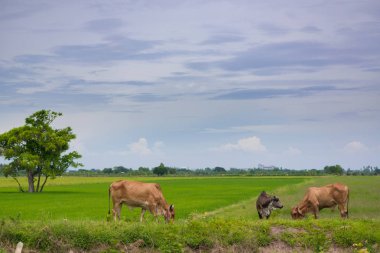 Pirinç alan mavi gökyüzü, rura ile yemek çimen ya da pirinç saman inek