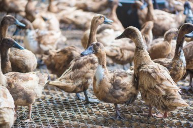 Ördekler çiftliğinde, Tayland'da Tarım geleneksel grup.