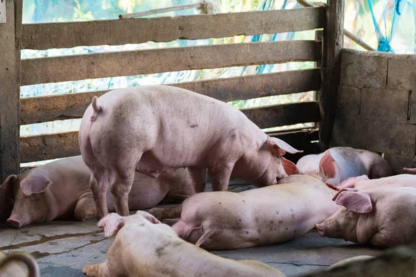 Grupo de porcos dormindo comendo na fazenda . — Fotografia de Stock