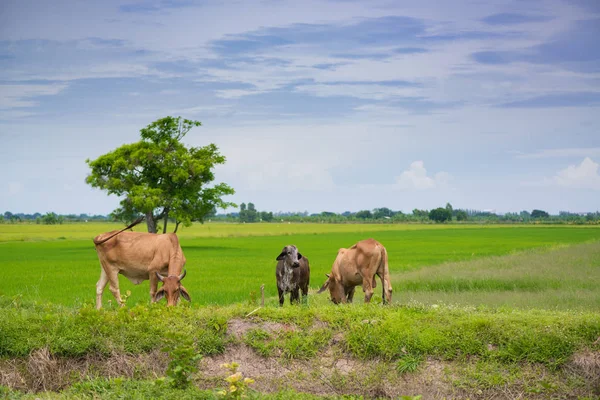Pirinç alan mavi gökyüzü, rura ile yemek çimen ya da pirinç saman inek