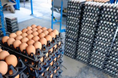 Satılık korunmuş paket tavuk çiftliğinde yumurta.