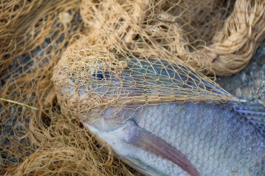 Balık Balık ağı. hayvan