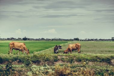 Pirinç alan mavi gökyüzü, rura ile yemek çimen ya da pirinç saman inek