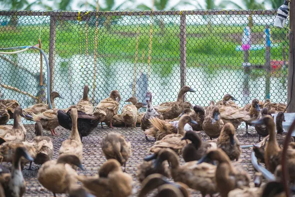 Grupo de patos na fazenda, agricultura tradicional na Tailândia . — Fotografia de Stock