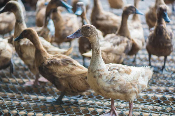 Grupo de patos en la granja, la agricultura tradicional en Tailandia . — Foto de Stock