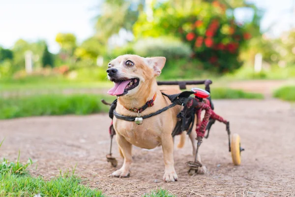 車椅子やカートの芝生のフィールドで歩いているかわいい犬 — ストック写真