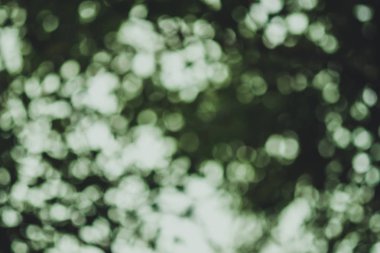 Bokeh daireler ile doğal yeşil arka plan.