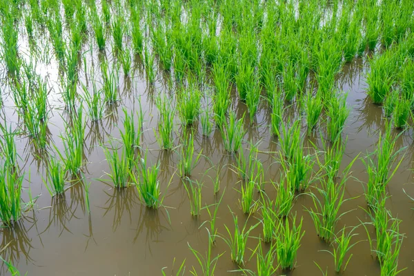 Brote de arroz en el campo de arroz. Plántulas de arroz fondo verde —  Fotos de Stock