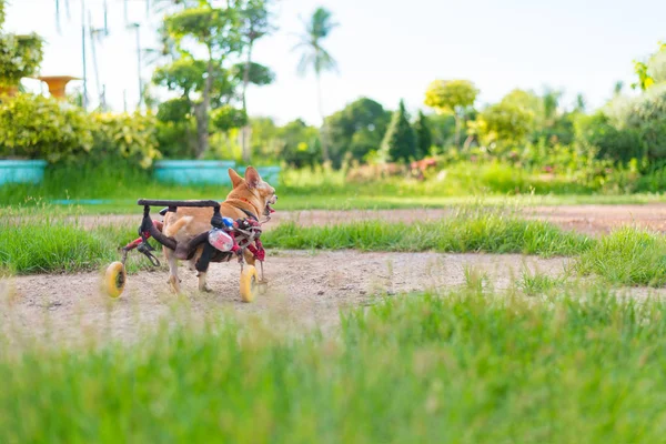 Lindo perrito en silla de ruedas o carrito de paseo en el campo de hierba —  Fotos de Stock