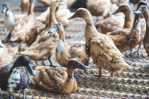 Grupo de patos en la granja, la agricultura tradicional en Tailandia . — Foto de Stock