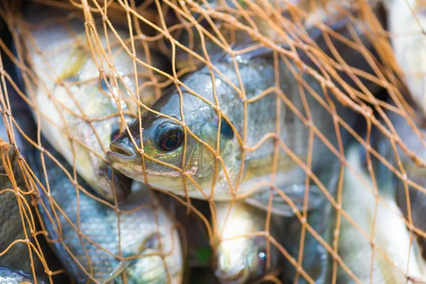 Balık Balık ağı. hayvan