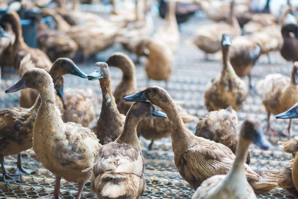 Ördekler çiftliğinde, Tayland'da Tarım geleneksel grup.
