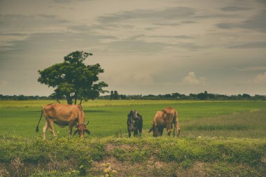 Pirinç alan mavi gökyüzü, rura ile yemek çimen ya da pirinç saman inek