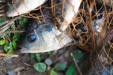 Balık Balık ağı. hayvan