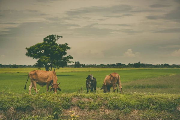 Pirinç alan mavi gökyüzü, rura ile yemek çimen ya da pirinç saman inek