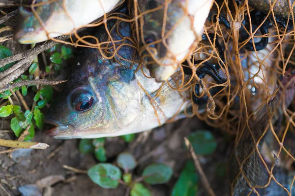 Balık Balık ağı. hayvan