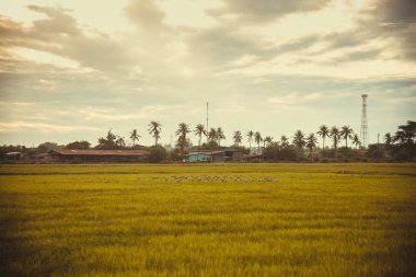 alan yeşil çim mavi gökyüzü bulut Clear peyzaj adam pilav