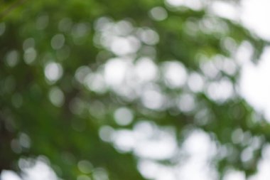 Bokeh daireler ile doğal yeşil arka plan.