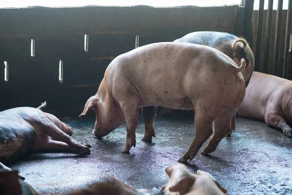 组的猪睡在农场吃. — 图库照片