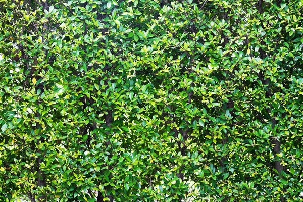 Folhas verdes parede fundo, planta na parede — Fotografia de Stock