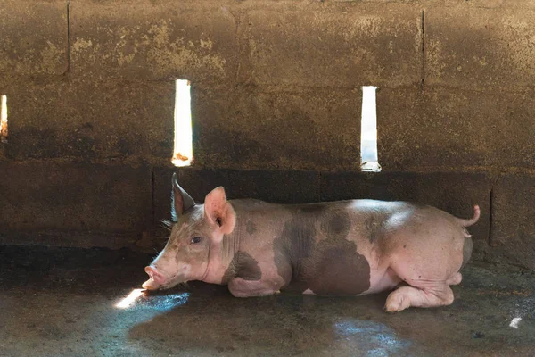 Група свиней спить їсть на фермі . — стокове фото
