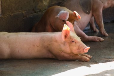 Grupta yemek uyku domuz grup.