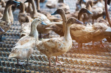 Ördekler çiftliğinde, Tayland, Tarım geleneksel grup hayvan 