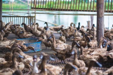 Ördekler çiftliğinde, Tayland'da Tarım geleneksel grup.