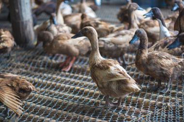 Ördekler çiftliğinde, Tayland'da Tarım geleneksel grup.