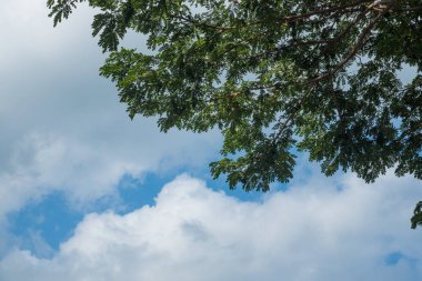 Ormandaki ağaçların üzerinde gökyüzü 