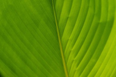 Yaprak yeşil doku closeup makro. Doğa yüzey