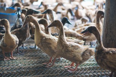 Ördekler çiftliğinde, Tayland'da Tarım geleneksel grup.
