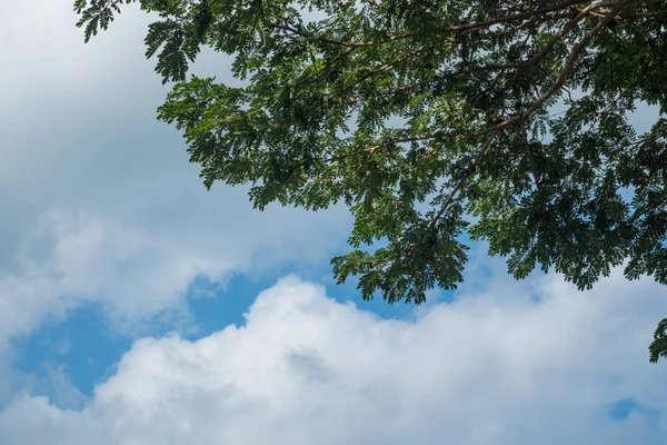 Ormandaki ağaçların üzerinde gökyüzü 