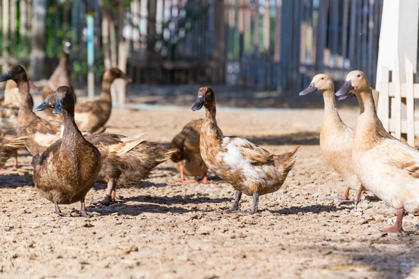 Patos en la granja, la agricultura tradicional en Tailandia — Foto de Stock
