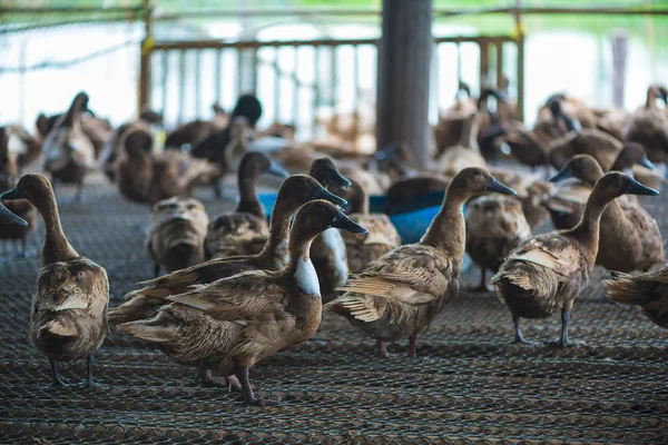 Ördekler çiftliğinde, Tayland'da Tarım geleneksel grup.